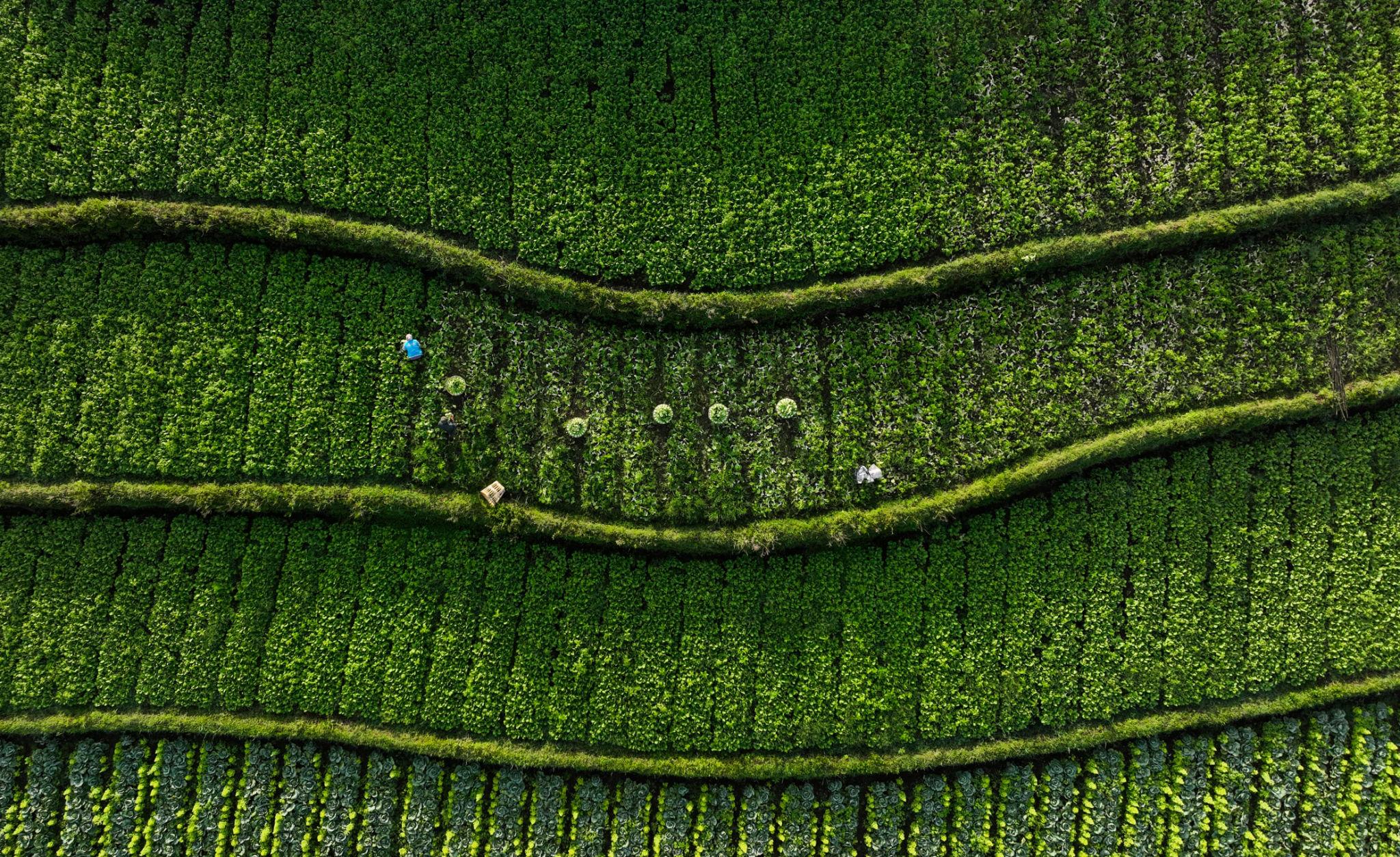 Petani Indonesia