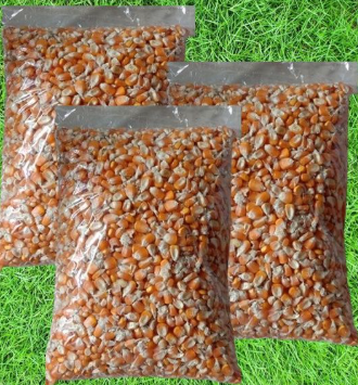 JAGUNG PIPIL KERING