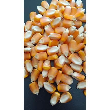 Jagung Berkualitas